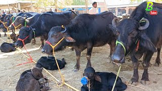 UP के पशु मंडी में 40 हजार रु मे अच्छी भैंस मिल रही है  Bhains Mandi Dildarnagar  Buffalo Mandi [upl. by Cher]