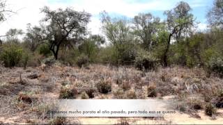 El Chaco Paraguayo Entre Sequías e Inundaciones [upl. by Eiznekcam729]