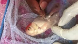 Fish External Treatment  Parasites  How to remove lice from fish [upl. by Gino270]