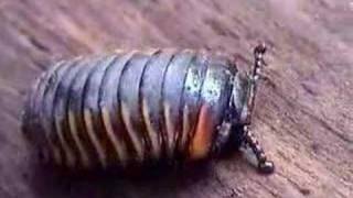 Pill Millipede of Borneo Ƣݔҩᾫ٨ӷ [upl. by Yrevi6]