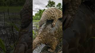 5 Things You Didnt Know About the Pangolin 🐾 [upl. by Yelwar]