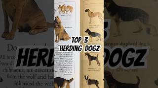 Top 3 Herding dogs dog canecorso pitbull australiancattledog bordercollie oldenglishsheepdog [upl. by Ennovyahs886]