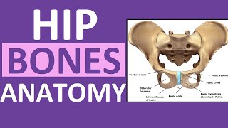 Pelvis Hip Bones Anatomy Os Coxae Pelvic Girdle  Ilium Ischium Pubis [upl. by Sibley]