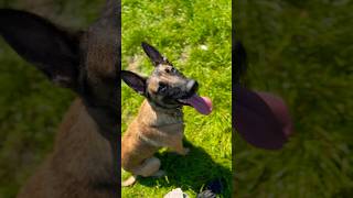 Belgian Malinois Military Working Dog Training [upl. by Ahseinat581]