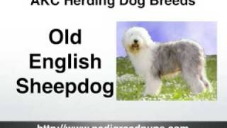 Herding Dogs  AKC Herding Dog Breeds  Shepherds amp More [upl. by Naimaj]