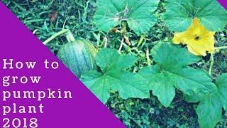 PUMPKIN PLANT GROW  कद्दू कैसे उगाये [upl. by Herbie]