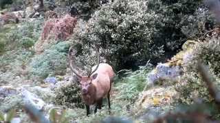 Wapiti Ballot Fiordland Roar Hunt Wapiti and Red Stags [upl. by Akimehs]