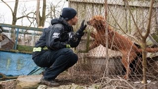 100 Animals Rescued from Neglect [upl. by Guillermo]