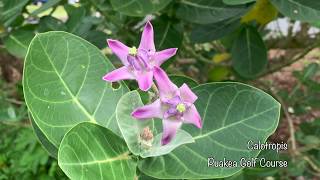 Giant Milkweed and Hawaiian Monarchs of Kauai Hawaii podcast rebroadcast [upl. by Kaplan]