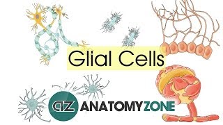 Glial Cells  Neuroanatomy Basics  Anatomy Tutorial [upl. by Burget723]