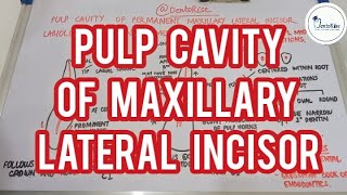 Anatomy of Pulp Cavity  PULP CAVITY PERMANENT MAXILLARY LATERAL INCISOR Dental Anatomy Endodontics [upl. by Ahsla]