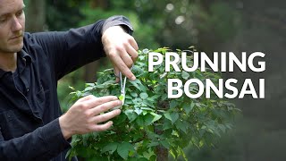 How to Prune a Bonsai tree [upl. by Glassco]