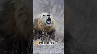 Majestic lion roaring to warn others  lion roar shorts [upl. by Zeba283]