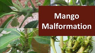 How to manage Malformation in Mango to control fruit set amp fruit drop [upl. by Nirol153]