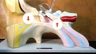 The Ear Model [upl. by Knuth]