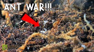 Ant War Battle Of The Three Armies [upl. by Decamp]