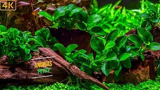 Planted Aquarium  Dreamy freshwater plants  Part 2 [upl. by Betti657]