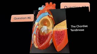 VIRTUAL FLASH CARDS  Anatomy of the HEART Model for Final Practical Exam UPDATED  5102023 [upl. by Aihsenyt892]