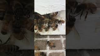 Mellifera Bee  beefarming bee viral hamromedia shortvideo [upl. by Melba]