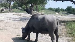 Biggest Buffalo Seen in desert  Wildlife Videography [upl. by Hoffert]