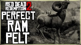 HOW TO GET A PERFECT RAM PELT  RED DEAD REDEMPTION 2 PRISTINE RAM HUNT [upl. by Daniell16]