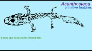 PL1 ACANTHOSTEGA AND THE EVOLUTION OF TETRAPODS [upl. by Lenz489]