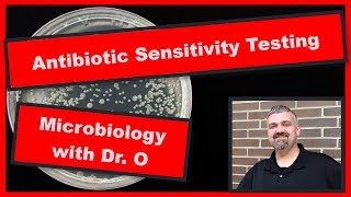 Kirby Bauer Antibiotic Testing Method Microbiology [upl. by Hulbig882]