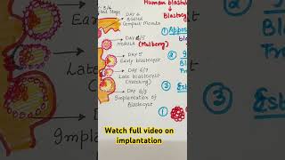 Implantation why there is secretory phase in menstrual cycleneetgyanreproductionbiology shorts [upl. by Hourihan]