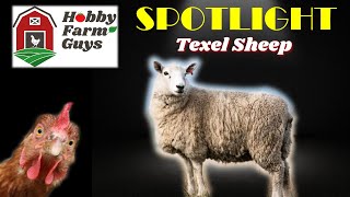 HFG Farm Animal Spotlight Texel Sheep [upl. by Aynav]