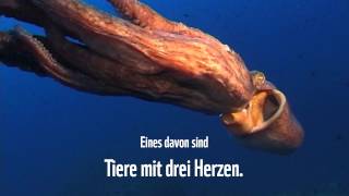 Wunder der Meere – Oktopus [upl. by Aerbas]