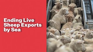 Were assisting Aussie farmers to end live sheep exports by sea [upl. by Darline]