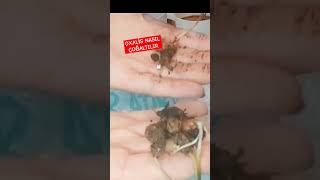 OXALİS NASIL ÇOĞALTILIR oxalistriangularis uyku cute oxalis çiçek rizoma çicek çiçekbakımı [upl. by Crispa]