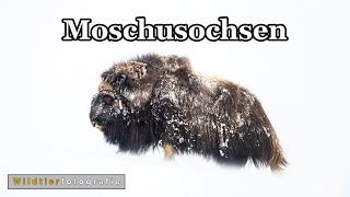 Moschusochsen im Winter  Wildlifefotografie im Dovrefjell [upl. by Aveneg]