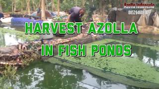 How to harvest azolla in fish pond [upl. by Sholem]