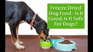 Freeze Dried Dog Food  Is It Safe Healthy amp Good For Dogs [upl. by Whetstone]