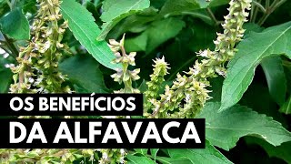 ALFAVACA PREVINE O ENVELHECIMENTO PRECOCE  SAÚDE PELAS PLANTAS 021 [upl. by Annissa]