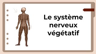 Le système nerveux végétatif [upl. by Lotty]