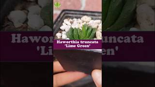 Iluminación para Haworthia truncata Lime Green 😶‍🌫️ [upl. by Jago]