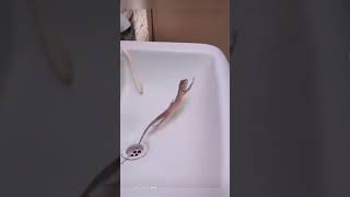 Dancing lizard in the sink OMG 😱🤯😂❤️🌈✅👧🏻🚀 [upl. by Olwen]