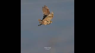 Burrowing owl’s dramatic hunt of a June green beetle burrowingowl birdsofprey [upl. by Igig749]