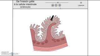 1ST2Sstructure de la muqueuse intestinale et absorption [upl. by Rosenblast]