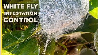 Control White fly Infestation w this simple Treatment  Pesticide Free Method for Organic Gardening [upl. by Hayward]