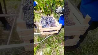 Grape harvesting 🍇biology grapeharvest italy farming nature wime [upl. by Ntsud]