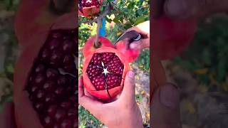 Peeling Pomegranate Fruit 👏🏻 fruits shorts [upl. by Sivraj]