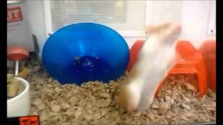 REAL LIVE Hamster Dance [upl. by Yluj]