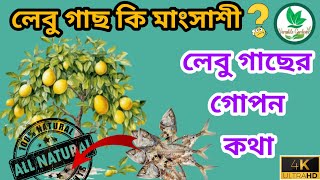 লেবু গাছ কি মাংসাশী  লেবু গাছের গোপন কথা  বিস্তারিত জানতে দেখুনOrganic Food for CITRUS [upl. by Willa]