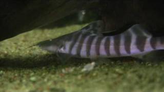 Brachyplatystoma Tigrinum  The tiger shovelnose [upl. by Melina]