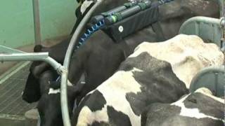 Reducing methane output in dairy cows [upl. by Alexine]