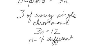 Ploidy simplified [upl. by Masry]