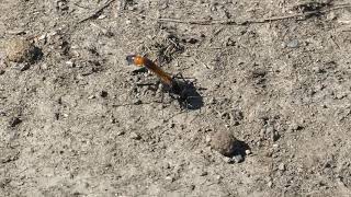 Eastern ThreadWaisted Sand Wasp Scurry Video [upl. by Ayeka470]